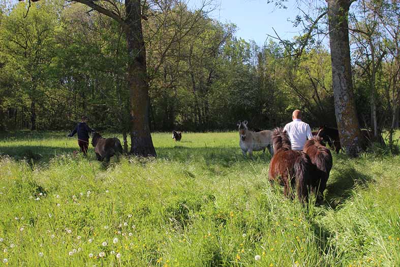 poneys nouvel herbage