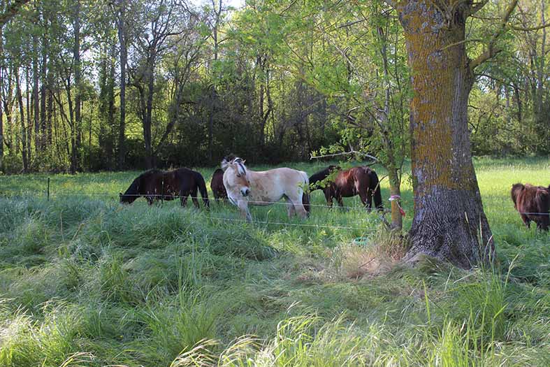 poneys en vacances impreovisées