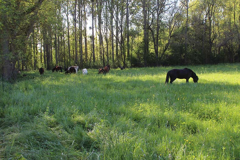 poneys au pré