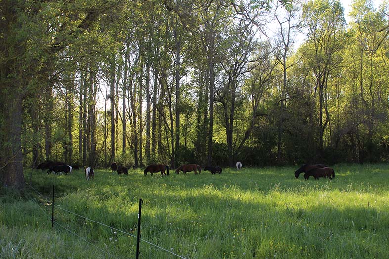 poneys au pré coronavirus